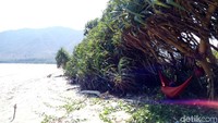 Kalau pantai lain punya jajaran nyiur kelapa, Pantai Ria ditumbuhi oleh pandan laut. Wisatawan bisa bersantai dengan menggantungkan hammoock di dahan pandan sambil berayun pelan menikmati suguhan alam. (Foto: Faruk Nickyrawi/detikcom)