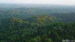 Penampakan Hutan Penajam yang Bakal Jadi Ibu Kota Baru
