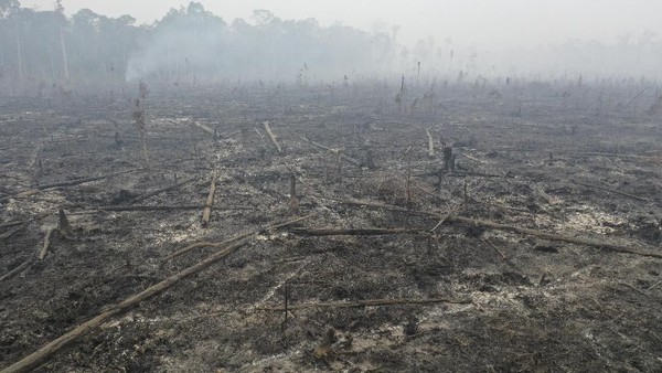 Kasihan! Taman Nasional Sebangau Kering Kerontang
