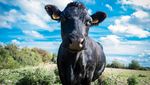 10 Peternakan Terbesar di Dunia Ini Hasilkan Daging hingga Susu Segar