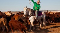 Letaknya di Queensland, Australia, peternakan Davenport Downs memiliki luas 1,4 hektar. Dengan jumlah sapi ternak mencapai 29.000 ekor. Foto: Istimewa