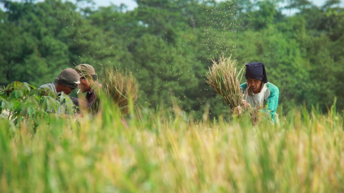 Ada rasa syukur yang dinikmati petani yaitu Hasil Panen yang