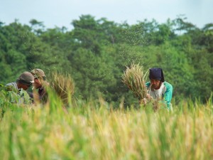 Ada rasa syukur yang dinikmati petani yaitu Hasil Panen yang