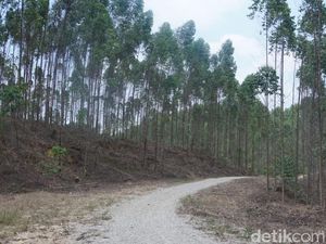 Area Hutan Buat Ibu Kota Baru Siap Dipakai Desember 2019