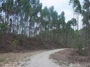 Istana di Ibu Kota Nusantara Dibangun di Hutan Industri, Ini Lokasinya