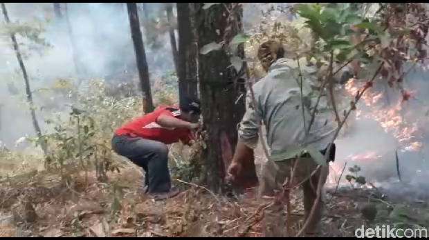 Hutan Pinus di Kawasan Gunung Geulis Learning Center Terbakar