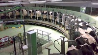 Peternakan Mudanjiang City Mega Farm ini letaknya di Jeilongjiang, China. Luasnya lebih dari 9,1 hektar, dan diisi oleh 100.000 sapi yang memproduksi susu sapi segar setiap harinya sejak tahun 2011. Foto: Istimewa