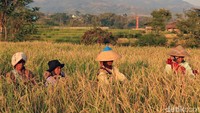Sejumlah petani di Kecamatan Pacet yang berada di kabupaten Bandung, Jawa Barat, nampak beraktivitas di tengah ladang untuk memanen ketan hitam, Sabtu (21/9/2019).