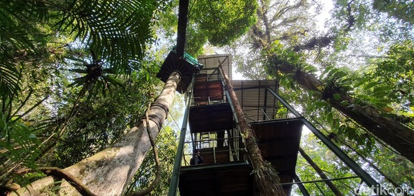 Lokasi Canopy Trail Gunung Halimun Salak ada di Resort Stasiun Penelitian Cikaniki, di Desa Malasari, Kecamatan Nanggung, Kabupaten Bogor, Jawa Barat (Syahdan Alamsyah/detikcom)