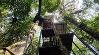 Lokasi Canopy Trail Gunung Halimun Salak ada di Resort Stasiun Penelitian Cikaniki, di Desa Malasari, Kecamatan Nanggung, Kabupaten Bogor, Jawa Barat (Syahdan Alamsyah/detikcom)