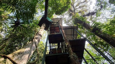 Foto Kanopi di Atap Hutan, Hanya 3 Jam dari Jakarta