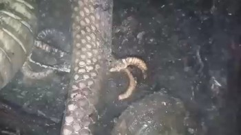 Tampak ada bagian seperti kaki ayam di kanan dan kiri tubuh bangkai ular. Warga setempat mengaitkannya dengan mitos Ular Jengger (dok KPBD Indragiri Hulu)