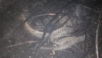 Potret Dari Dekat Ular Berkaki di Riau