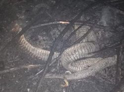 Ular Berkaki, Dari Mitos Sampai Fakta Ilmiah