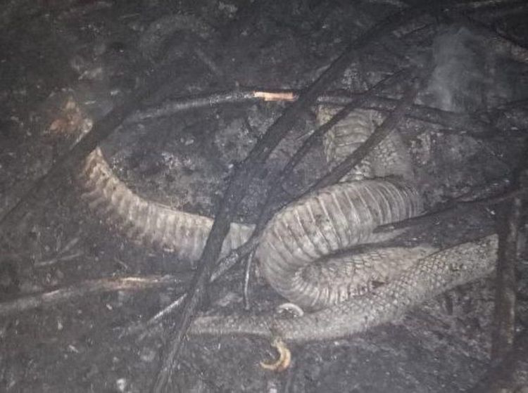 Potret Dari Dekat Ular Berkaki di Riau