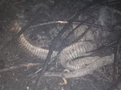 Potret Dari Dekat Ular Berkaki di Riau