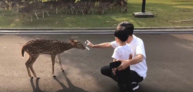 Jokowi Ngevlog Beri Makan Rusa di Istana Bogor Bareng Jan Ethes Jokowi Ngevlog Beri Makan Rusa di Istana Bogor Bareng Jan Ethes