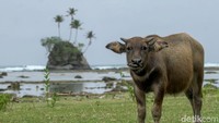 Untuk mencapainya, traveler harus berjalan sedikit dari pinggir jalan ke arah bibir pantai. Setibanya di pantai, traveler bisa melihat sebuah pulau kecil dengan tiga pohon kelapa di atasnya.