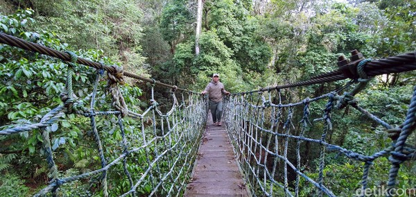 Di area zona pemanfaatan Taman Nasional Gunung Halimun-Salak ini terdapat Canopy Trail. Jaraknya dari Jakarta hanya sekitar 3 jam perjalanan (Syahdan Alamsyah/detikcom)