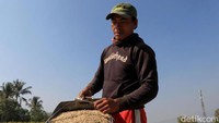 Ketertarikan akan beras ketan hitam juga diungkapkan oleh Lewi dari PT Profil Mitra Abadi. Menurutnya, selama ini memang pasar Eropa mulai berminat ke produk organik.