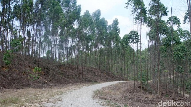 Ambil Alih Lahan Konsesi Tanoto di Ibu Kota Baru Kelar Akhir 2019