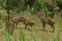 Agar Hutan di Gunung Rinjani Tak Gundul Lagi