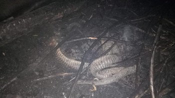 Yang menemukan adalah Tim 1 Subsatgas Gab II Dim 0302 Kabupaten Indragiri Hulu pada Rabu, 18 September 2019 pukul 21.30 WIB (dok KPBD Indragiri Hulu)