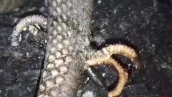 Bangkai ini kemudian jadi mainan warga. Bagian yang mirip kaki diambil warga, petugas KPBD pun menguburkan bangkainya (dok KPBD Indragiri Hulu)