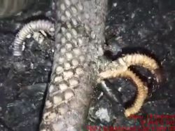 Ular Berkaki, Dari Mitos Sampai Fakta Ilmiah