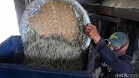 Direktur Jenderal (Dirjen) Tanaman Pangan Kementerian Pertanian (Kementan), Suwandi pun menyebut bahwa Kementan saat ini sebagai penjembatan antara petani dan eksportir agar bisa memperpendek rantai pemasaran. Oleh sebab itu, ia meminta petani bermitra dan diperluas pasarnya.