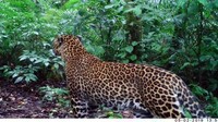 Beberapa fakta unik macan tutul adalah, sang jantan akan memakan anaknya sendiri yang juga jantan. Sebab, demi melanggengkan wilayah kekuasaan (Dok Taman Nasional Gunung Halimun Salak)