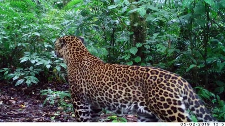 Penampakan macan tutul di Halimun Salak (Istimewa/Camera Trap) Penampakan macan tutul di Halimun Salak (Istimewa/Camera Trap)