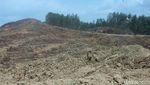 Ini Hutan Industri yang Bakal Jadi Lokasi Ibu Kota RI