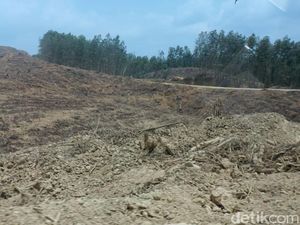 Berstatus HTI, Lahan Tanoto di Ibu Kota Baru Harus Diganti Rugi