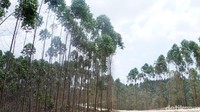 Izin IHM saat ini berupa pengelolaan HTI dalam bentuk Izin Usaha Pemanfaatan Hasil Hutan Kayu (IUPHHK-HTI). Sedangkan APRIL Group adalah perusahaan milik miliuner Sukanto Tanoto. Ardan Adhi Chandra/Dok. Detikcom.