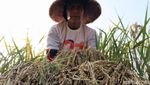 Potensi Menjanjikan Bisnis Beras Ketan Hitam di Pasar Internasional