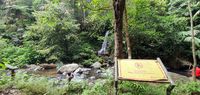 Menelusuri Jejak Macan Tutul di Halimun Salak