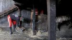Potensi Menjanjikan Bisnis Beras Ketan Hitam di Pasar Internasional