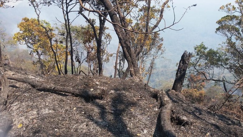 Kebakaran di Gunung Slamet Masuk Kawasan Hutan Lindung Perhutani Kebakaran di Gunung Slamet Masuk Kawasan Hutan Lindung Perhutani