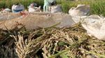 Potensi Menjanjikan Bisnis Beras Ketan Hitam di Pasar Internasional