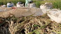 Beras ketan hitam di Bandung, kata Cecep, terkenal terbaik karena wanginya. Meskipun dari segi bentuk memang lebih kecil dibandingkan produksi dari Garut. Namun pihaknya kadang melakukan mix antara Garut dan Bandung, karena memang pasar luar suka bulir yang mengkilap dan besar .