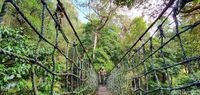 Bermain di Atap Hutan Gunung Halimun Salak