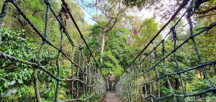 Canopy Trail Gunung Halimun Salak