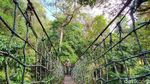 Foto Kanopi di Atap Hutan, Hanya 3 Jam dari Jakarta