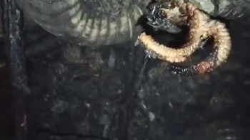 Para pakar ular baik dari LIPI, Yayasan Sioux Ular Indonesia dan Panji Petualang sudah melihat video ini. Mereka yakin ini penis ular atau hemipenes (dok KPBD Indragiri Hulu)