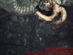 Ular Berkaki, Dari Mitos Sampai Fakta Ilmiah