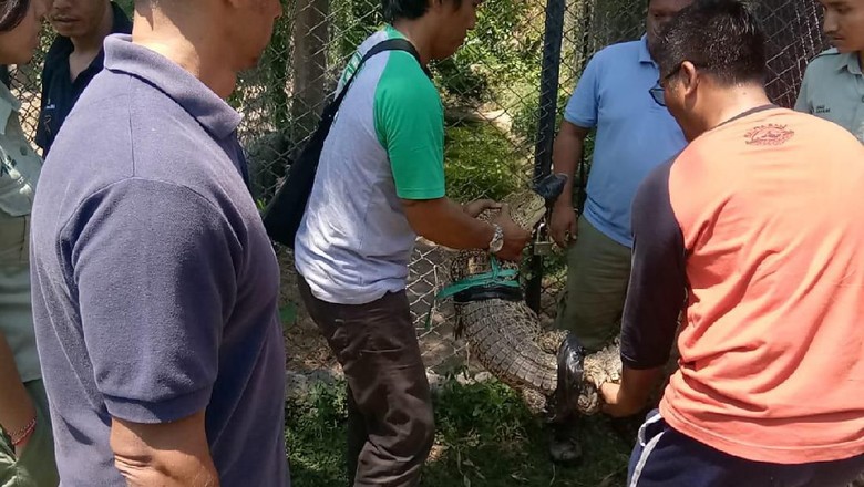 BKSDA Terima Penyerahan Buaya Muara Peliharaan Warga di Bali BKSDA Terima Penyerahan Buaya Muara Peliharaan Warga di Bali