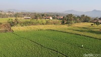 Kecamatan Pacet yang berada di Kabupaten Bandung ini termasuk sebagai sentra produksi ketan hitam di Jawa Barat bersama Kabupaten Garut dan Kabupaten Tasikmalaya.