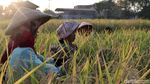 Potensi Menjanjikan Bisnis Beras Ketan Hitam di Pasar Internasional