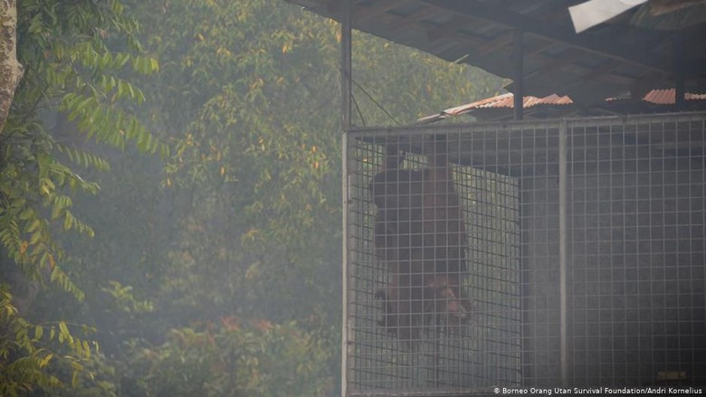 Kasihan! Orang Utan Kalimantan dalam Bekapan Asap Kasihan! Orang Utan Kalimantan dalam Bekapan Asap
